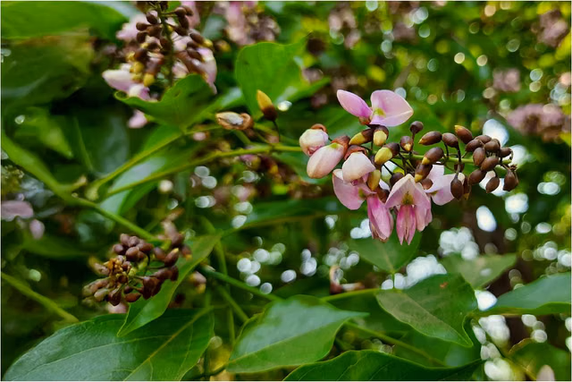 Karanja (Pongamia pinnata) in post-operative wound care